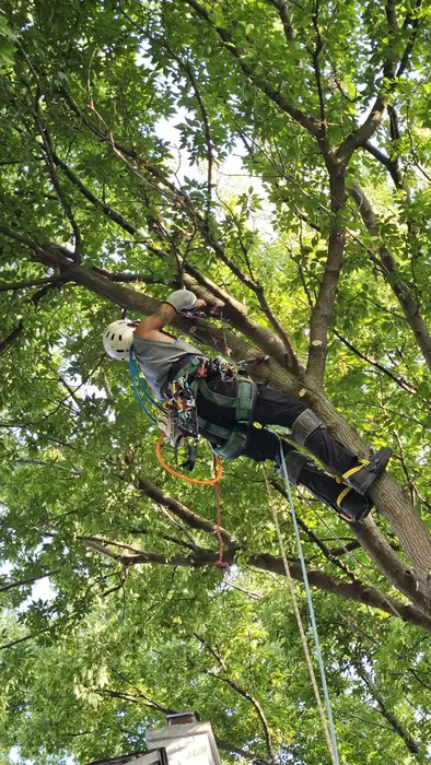 Arborist in a harness climbing a tree to trim branches