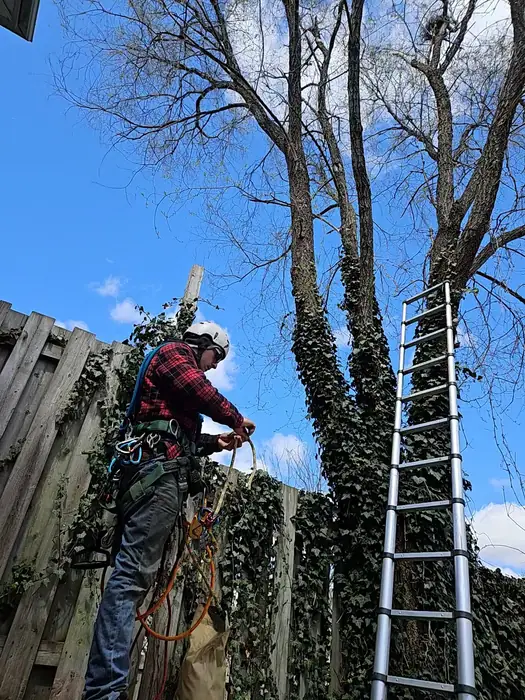 Climber setting up rigging beside a fence and ladder for a backyard tree removal