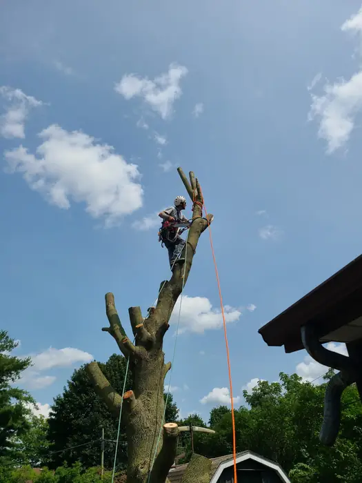 Climber at the top of a tree during removal