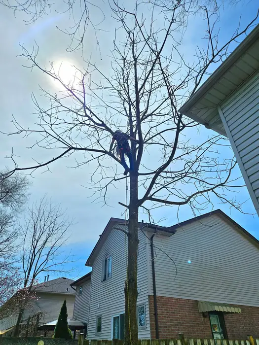 Climber shaping the crown of a tall tree beside a house