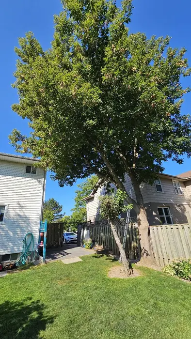 Large tree next to a house before removal