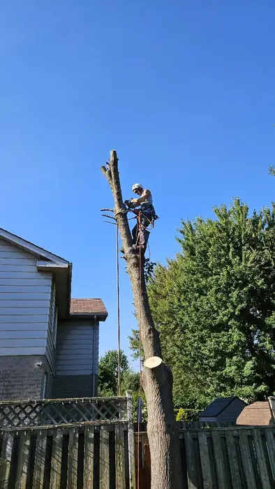 Same tree taken down to the trunk by a climber