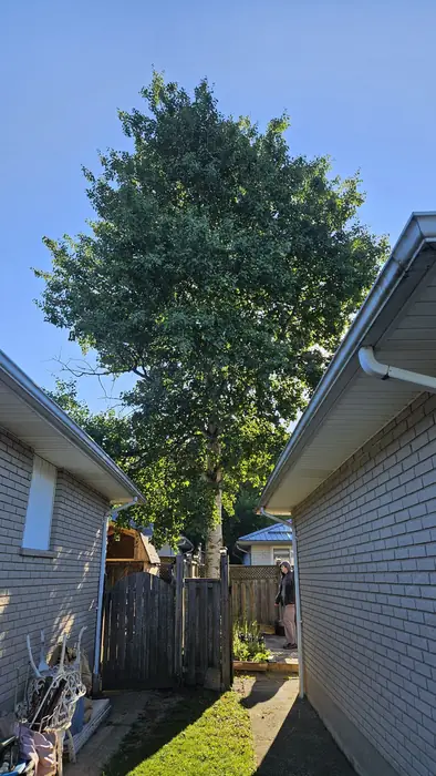 Tall tree between two houses before removal