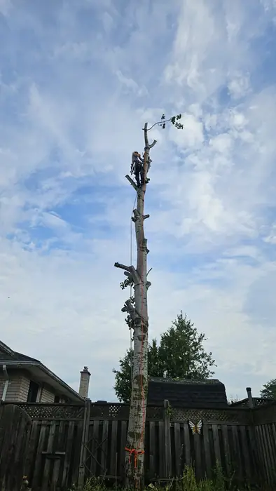 Tree reduced to a bare trunk between houses
