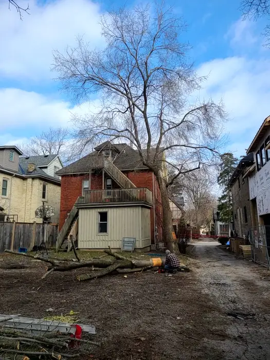 Large bare trees behind a brick house before removal