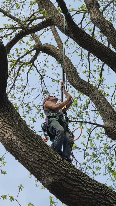 Climber pruning branches high in a tree