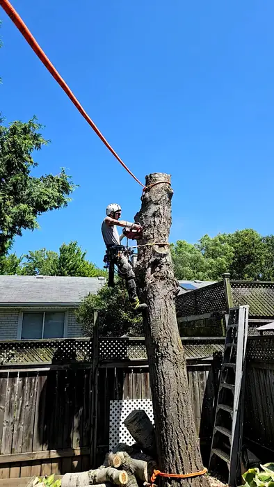 Arborist taking down a tree in sections beside a backyard fence