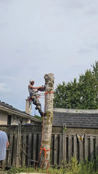 Arborist roped onto a tall trunk during a removal
