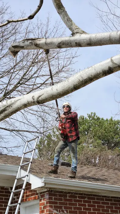 Lowering a branch with ropes from a rooftop