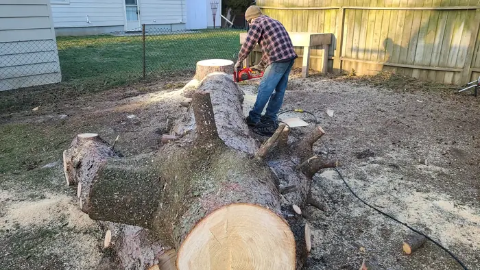 Cutting a large fallen trunk into sections
